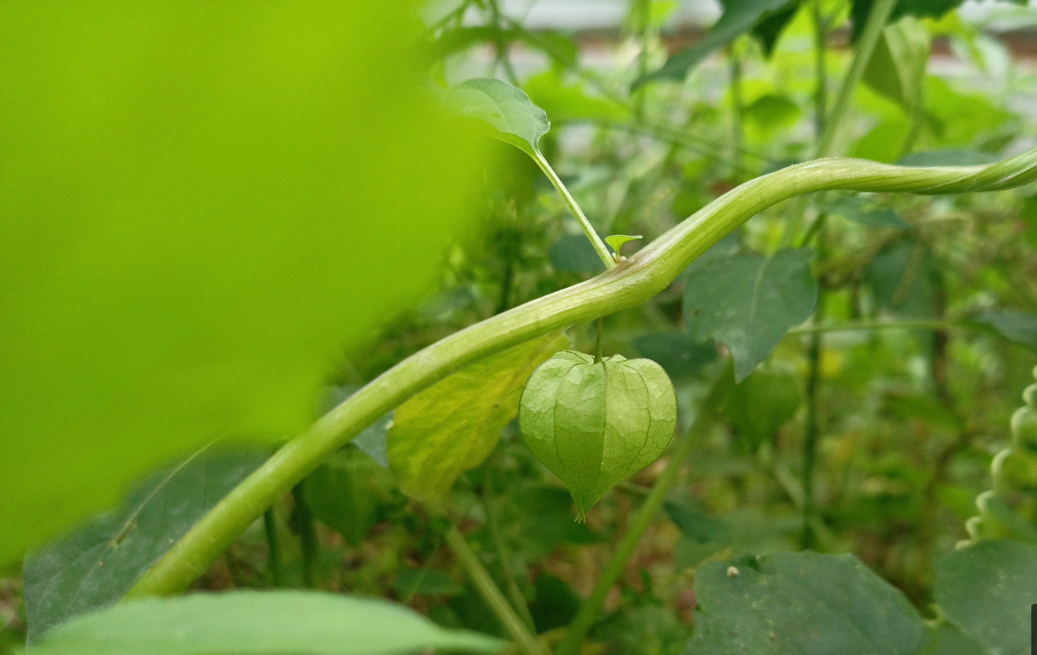 Ripe orange aguaymanto (goldenberry / Cape gooseberry) fruits arranged together showing the characteristic bright orange color
