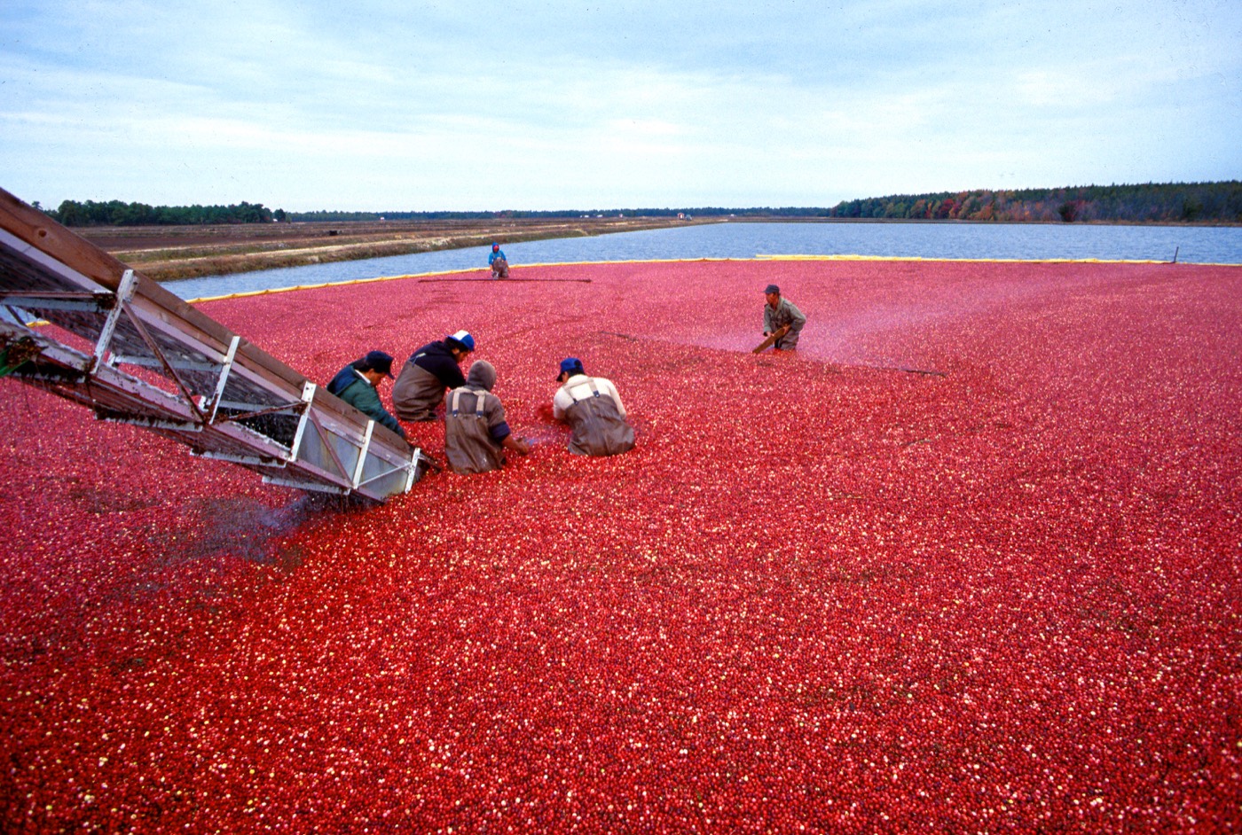 Cranberries floating during harvest