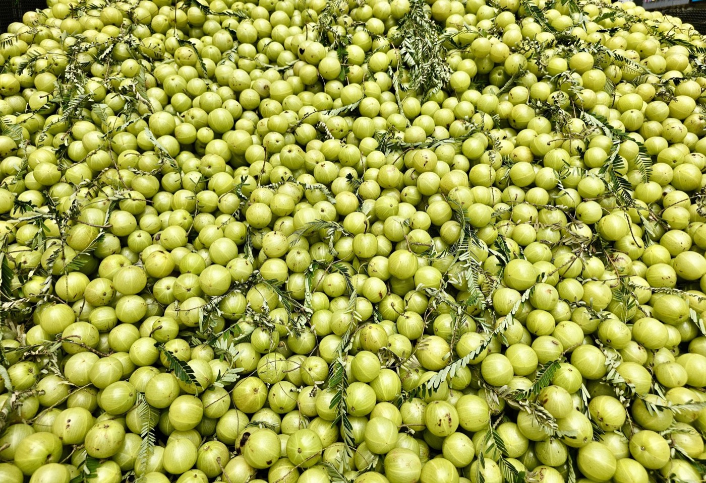 A pile of fresh Indian gooseberries