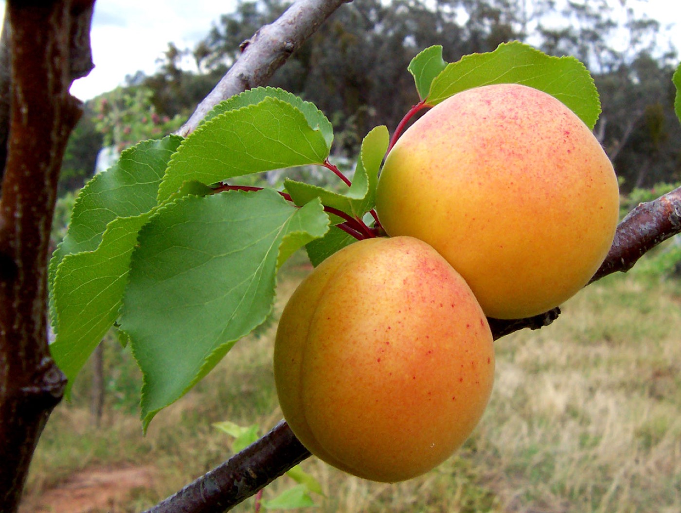 Fresh apricots grouped together