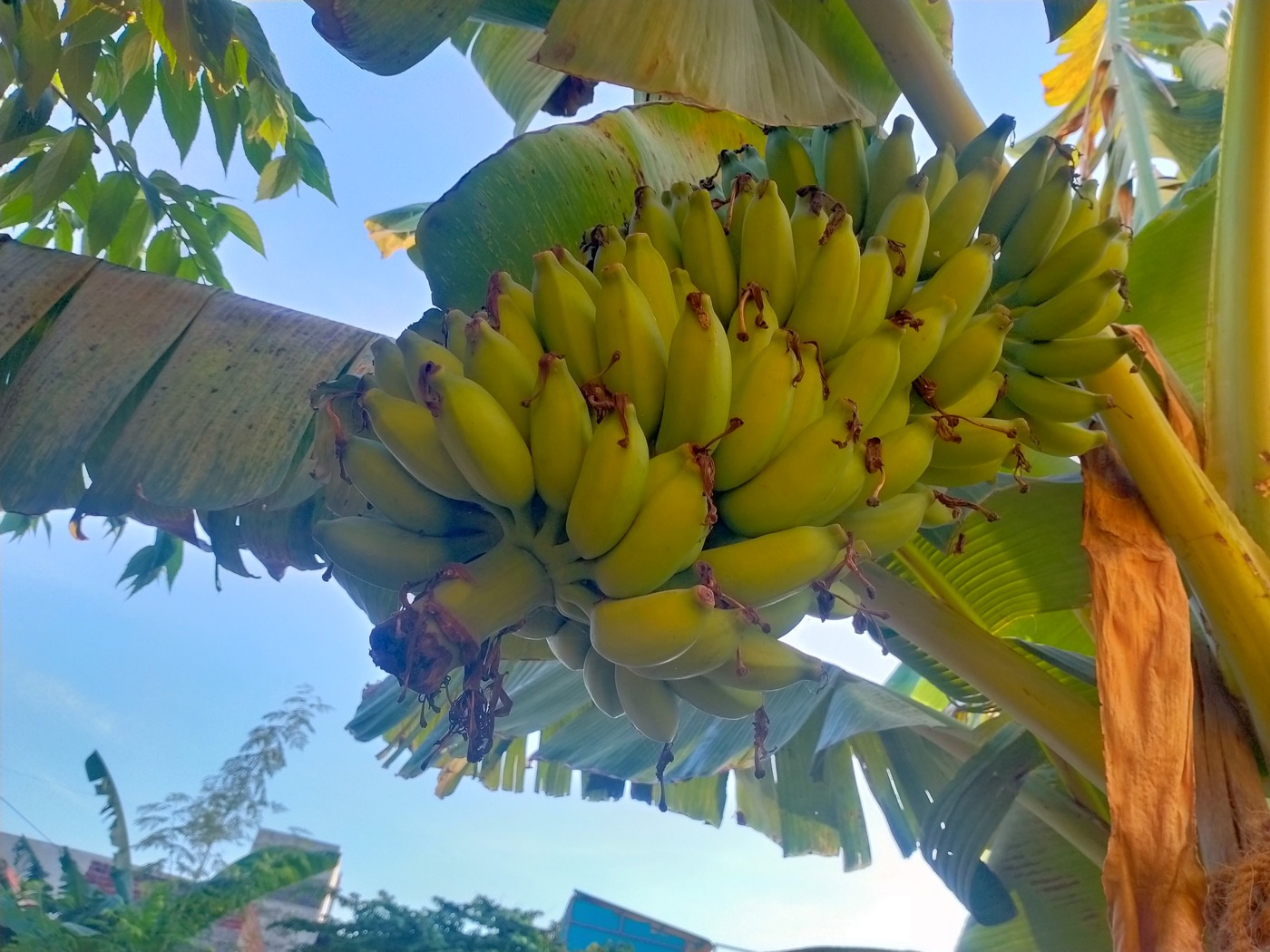 A bunch of bananas growing on a plant