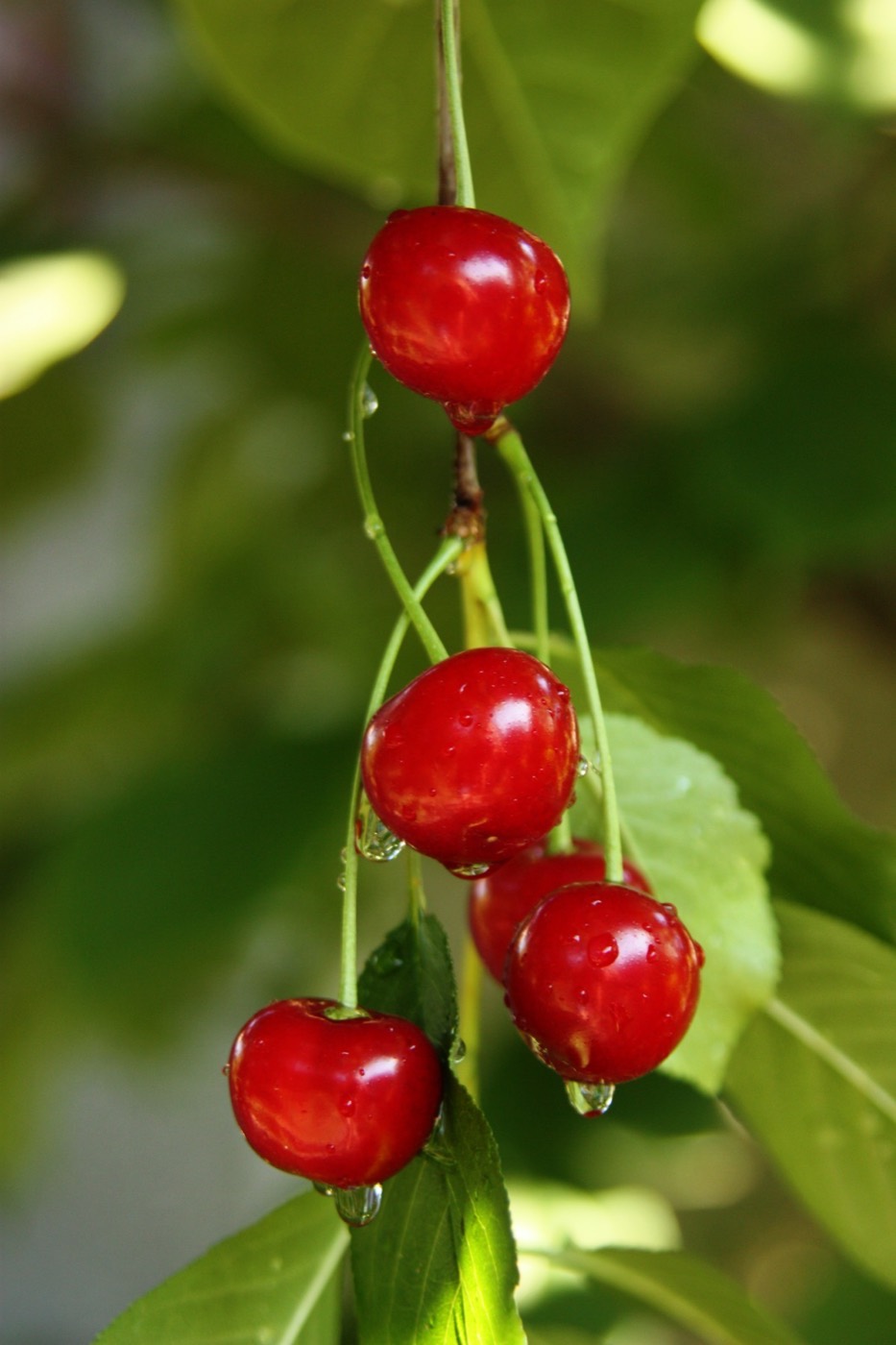 Sour cherries on a white background