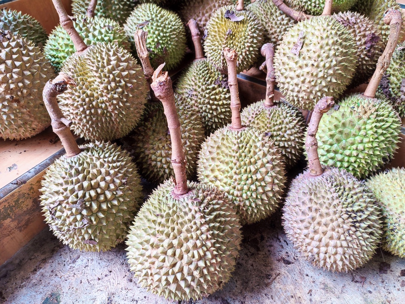 Durian fruit stacked on a table
