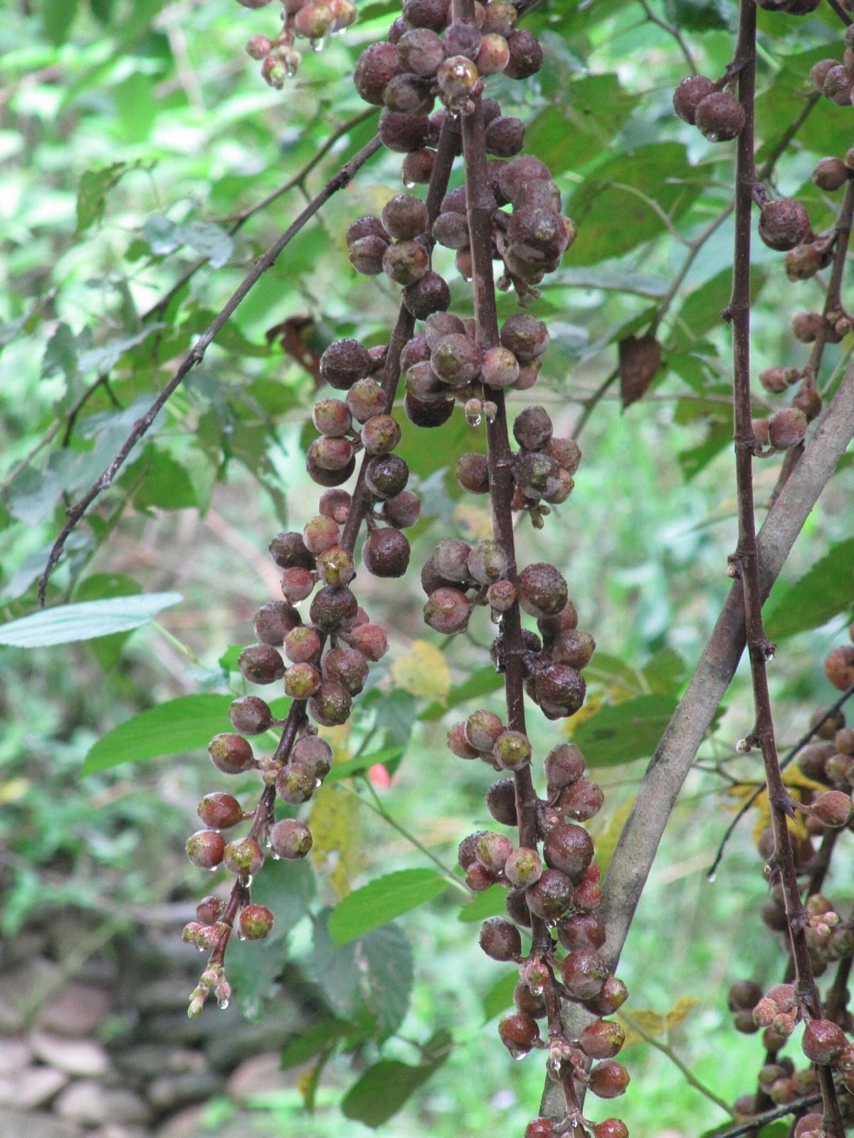 A ripe fig fruit photographed close up