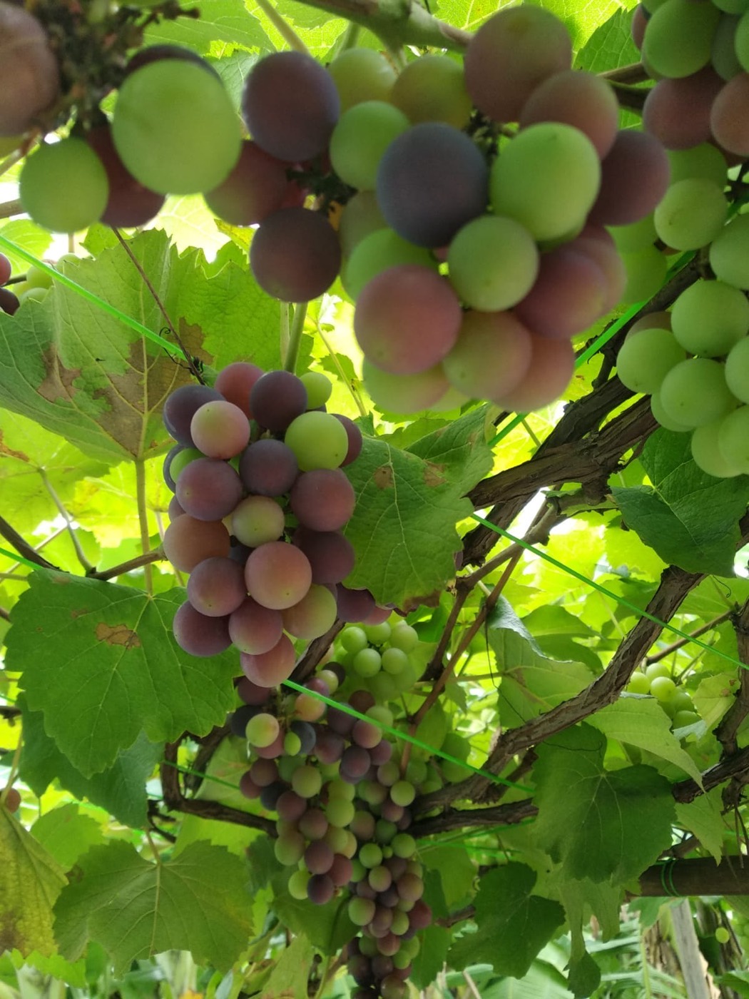 A close-up cluster of grapes