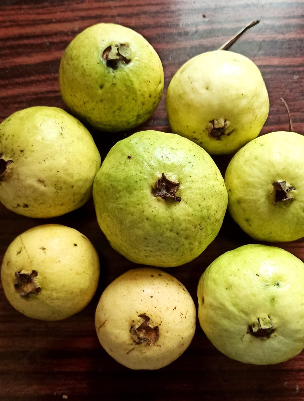 A guava fruit hanging on the plant