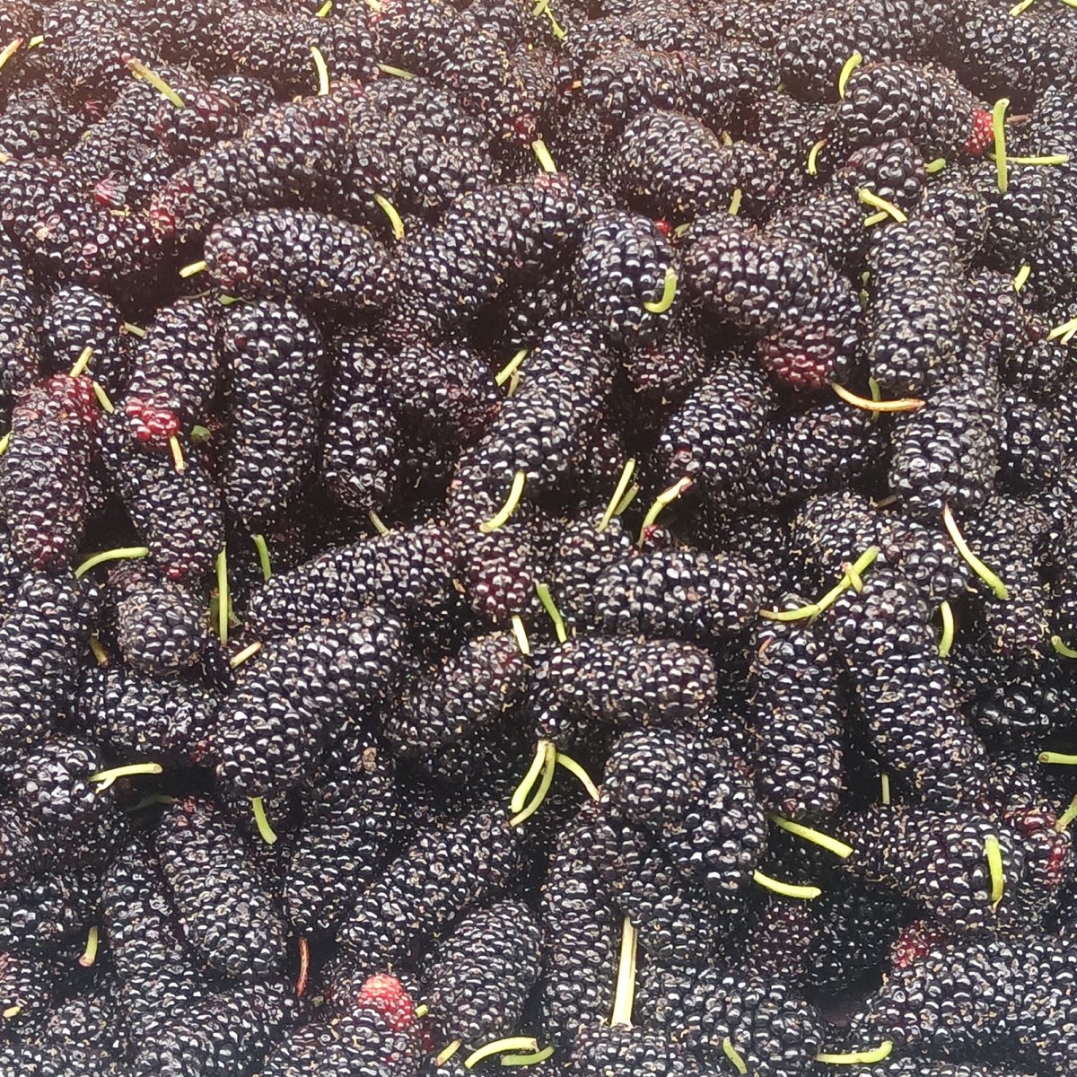 Dark mulberries photographed close up