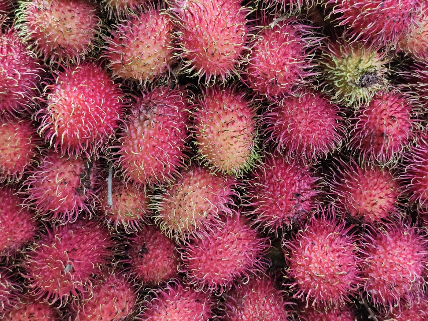 Rambutan fruits for sale