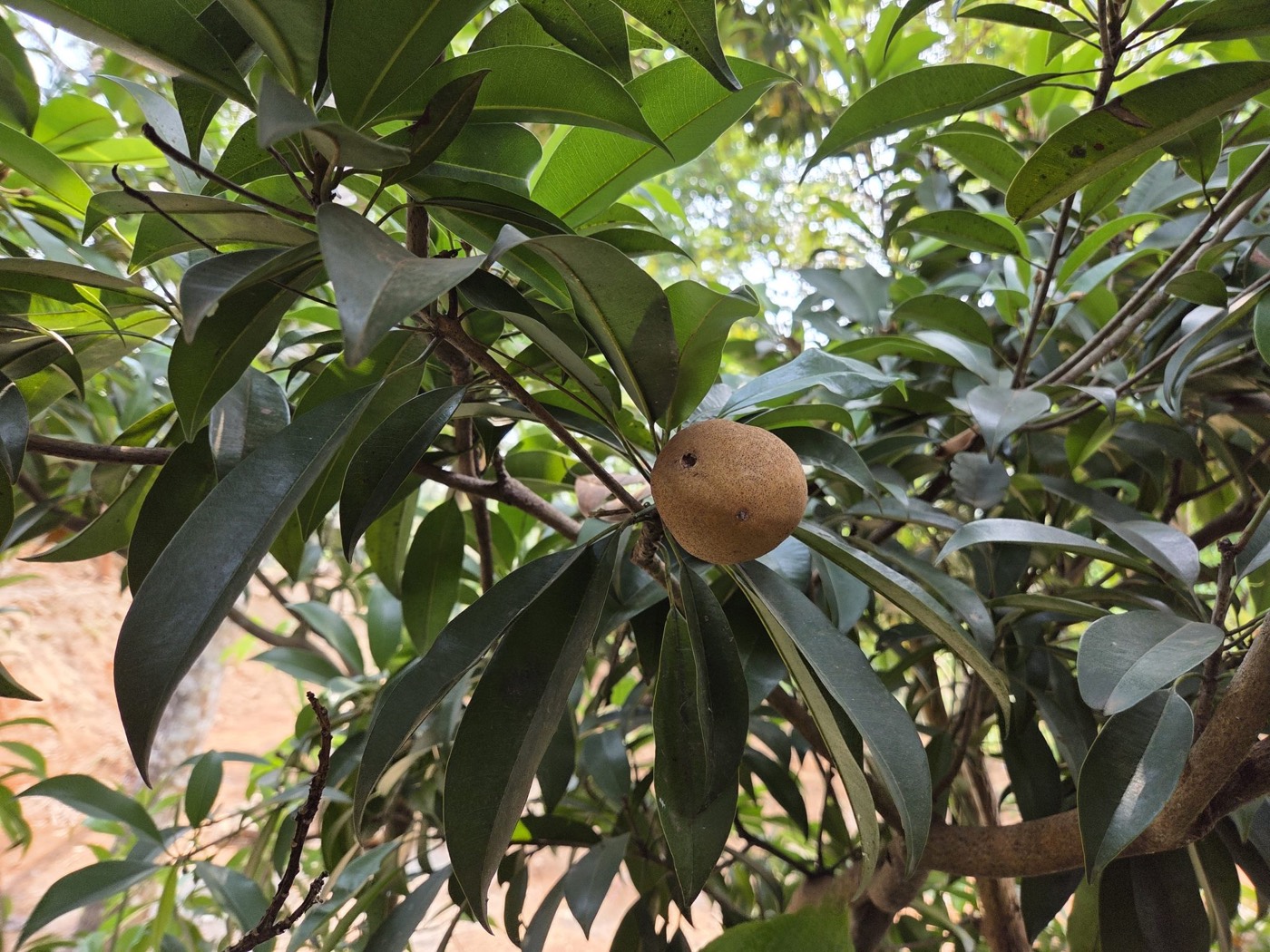 Sapodilla fruit hanging from a branch