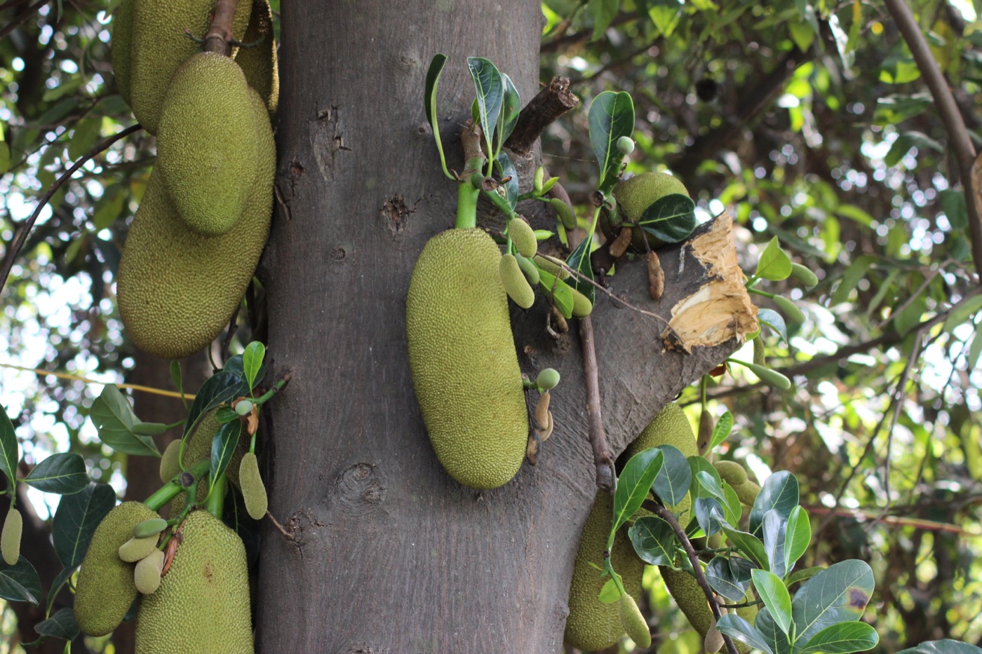 Large jackfruit hanging from a tree