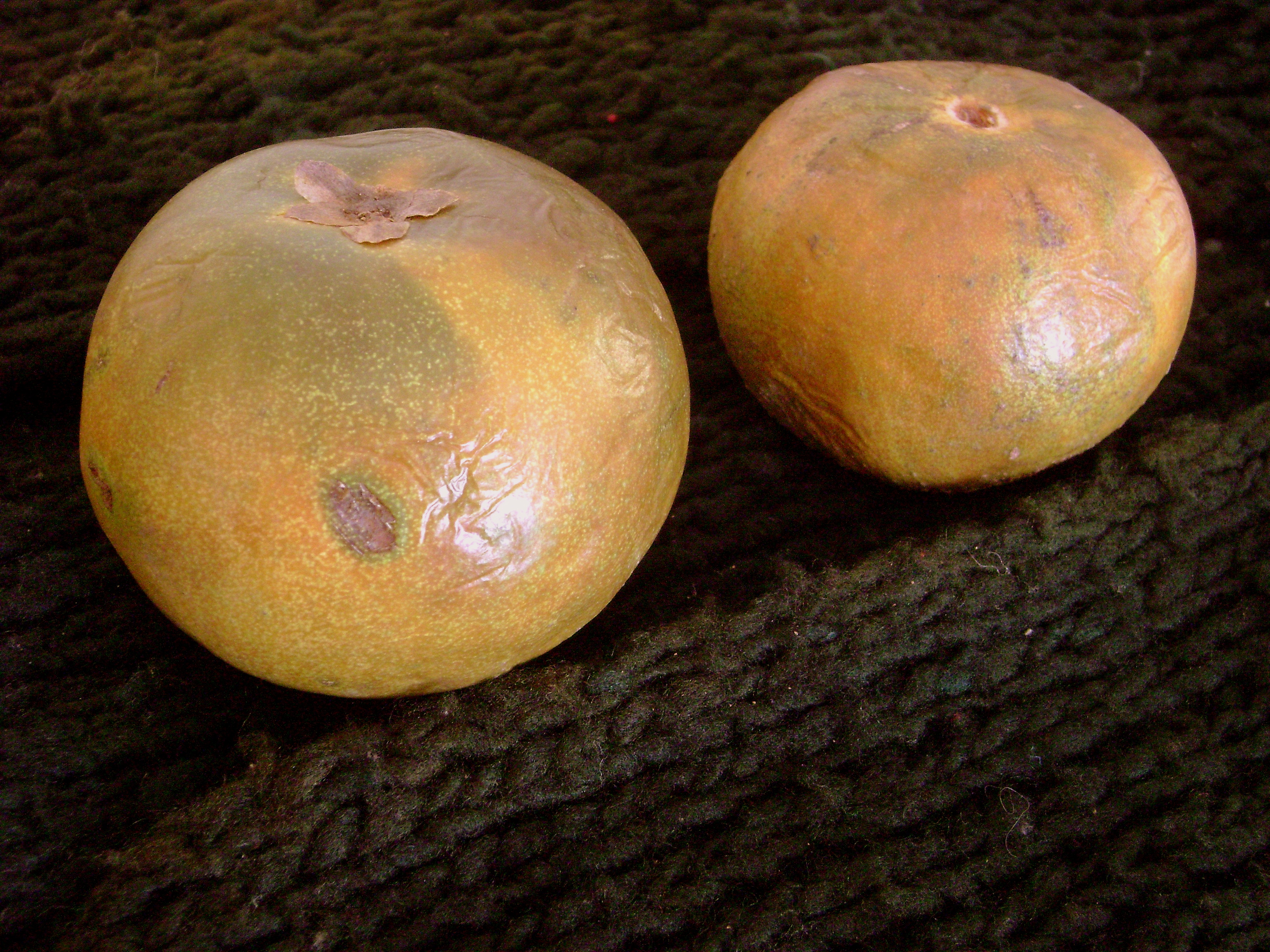 Whole lucuma fruit with one piece cut open showing the dense yellow-orange flesh and large central seed