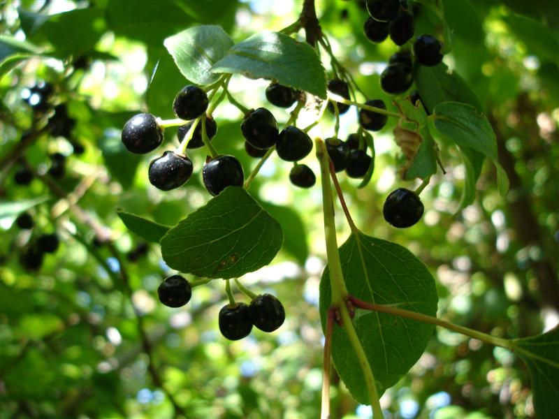 Maqui tree branches loaded with clusters of small dark purple berries native to Chilean Patagonia